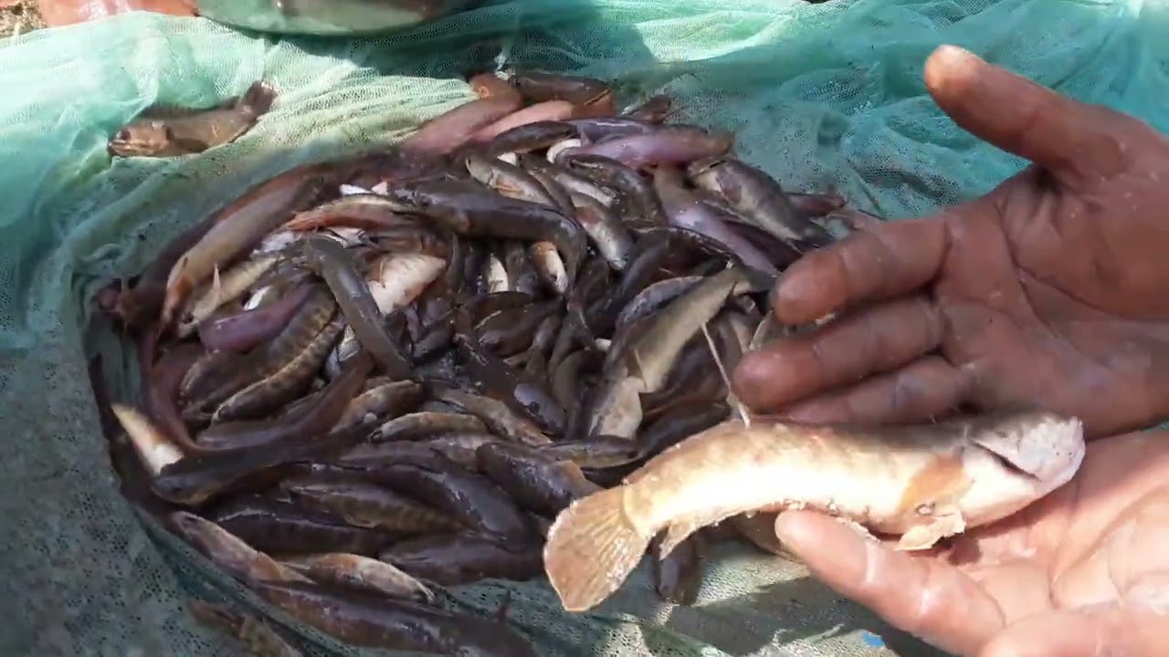 আল্লাহর রহমত দেখুন