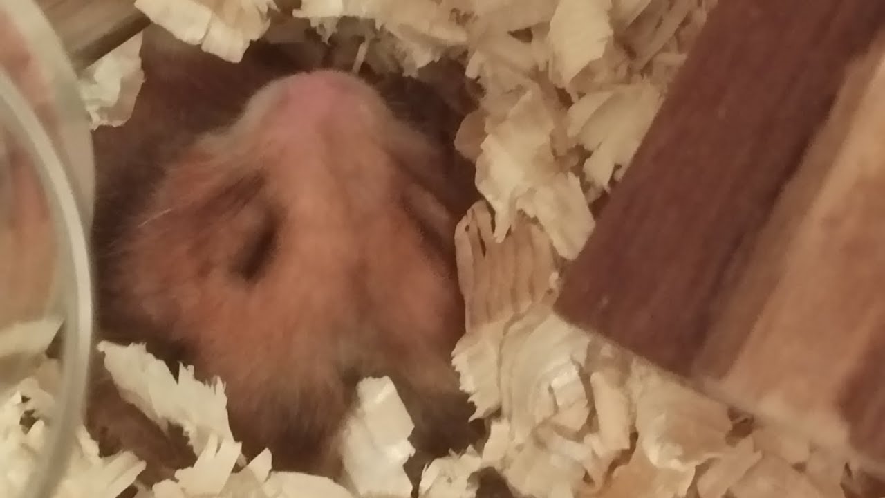 Naši 🐹 a jejich chvíle #krecek 