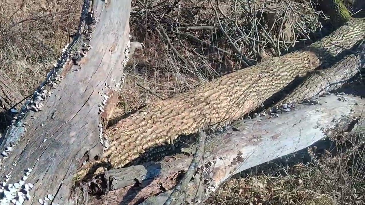 First Wood of 2026 preparing for the cold
