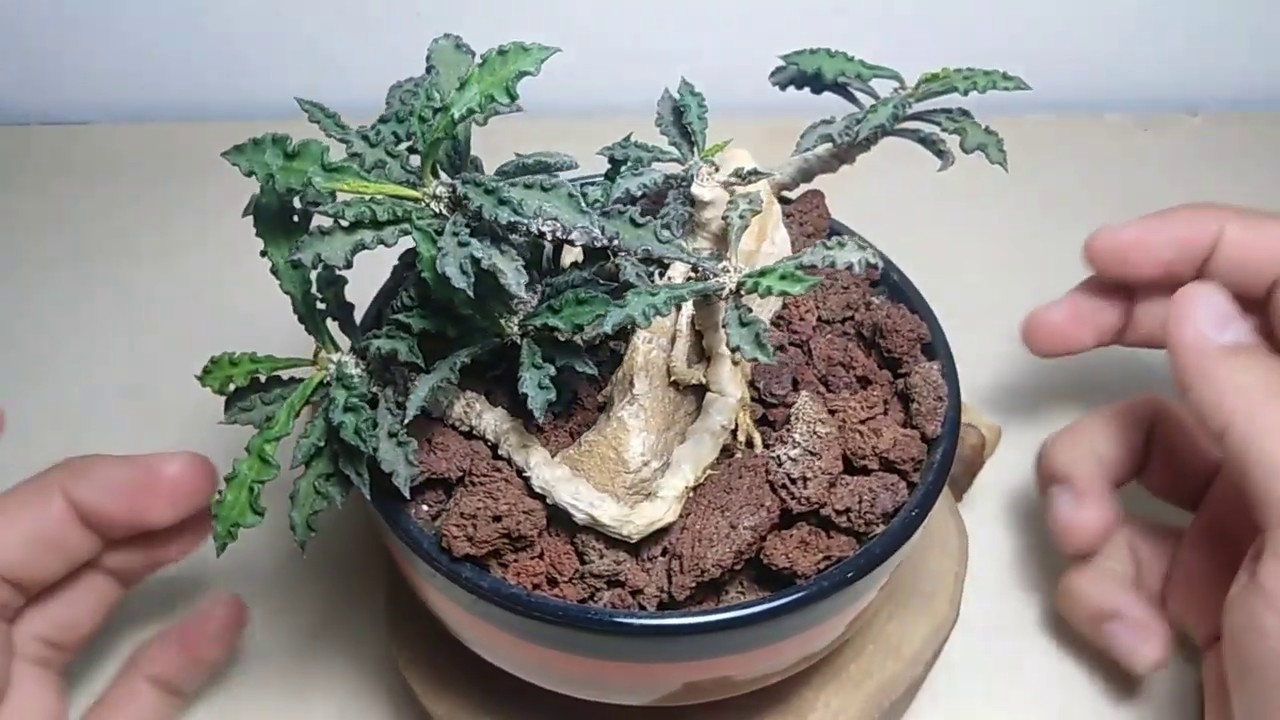 Euphorbias? Euphorbia decaryi...