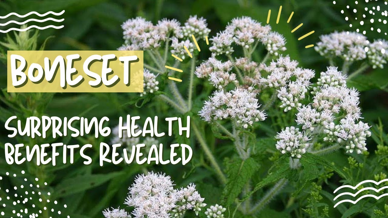 Boneset Herb: Surprising Health Benefits Revealed