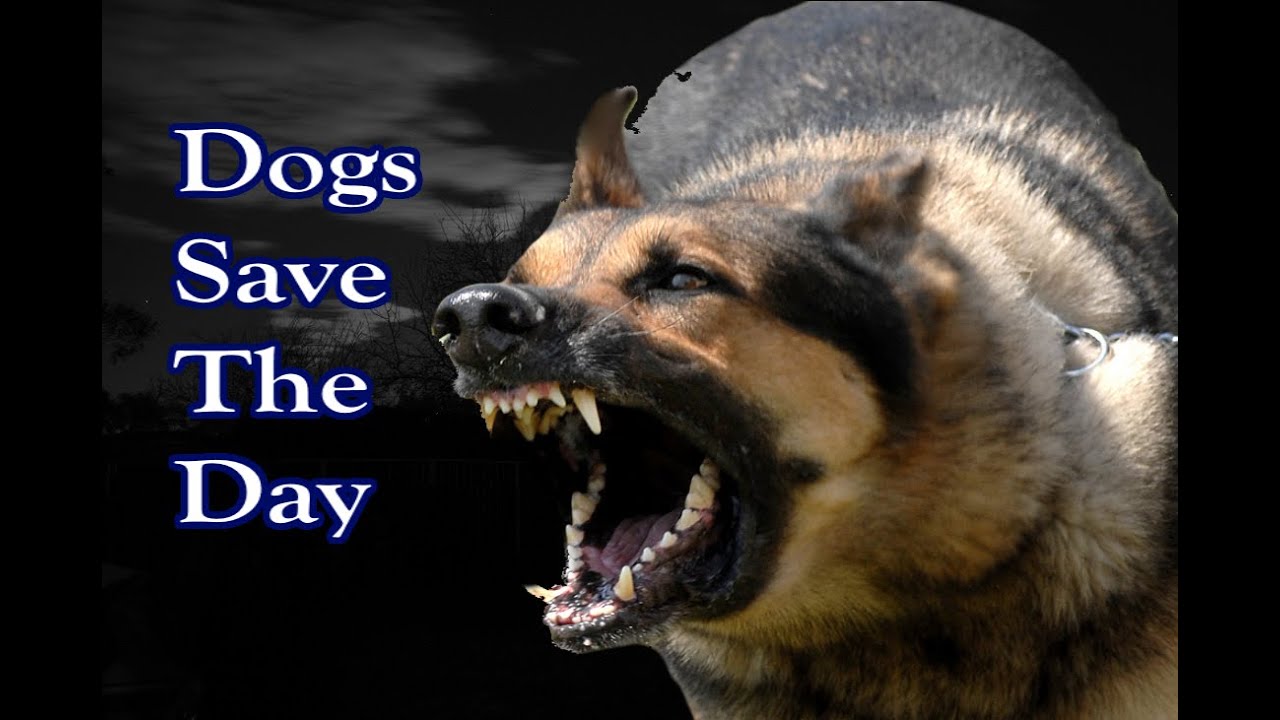 3 Horrifying Stories Where Dogs Saved the Day
