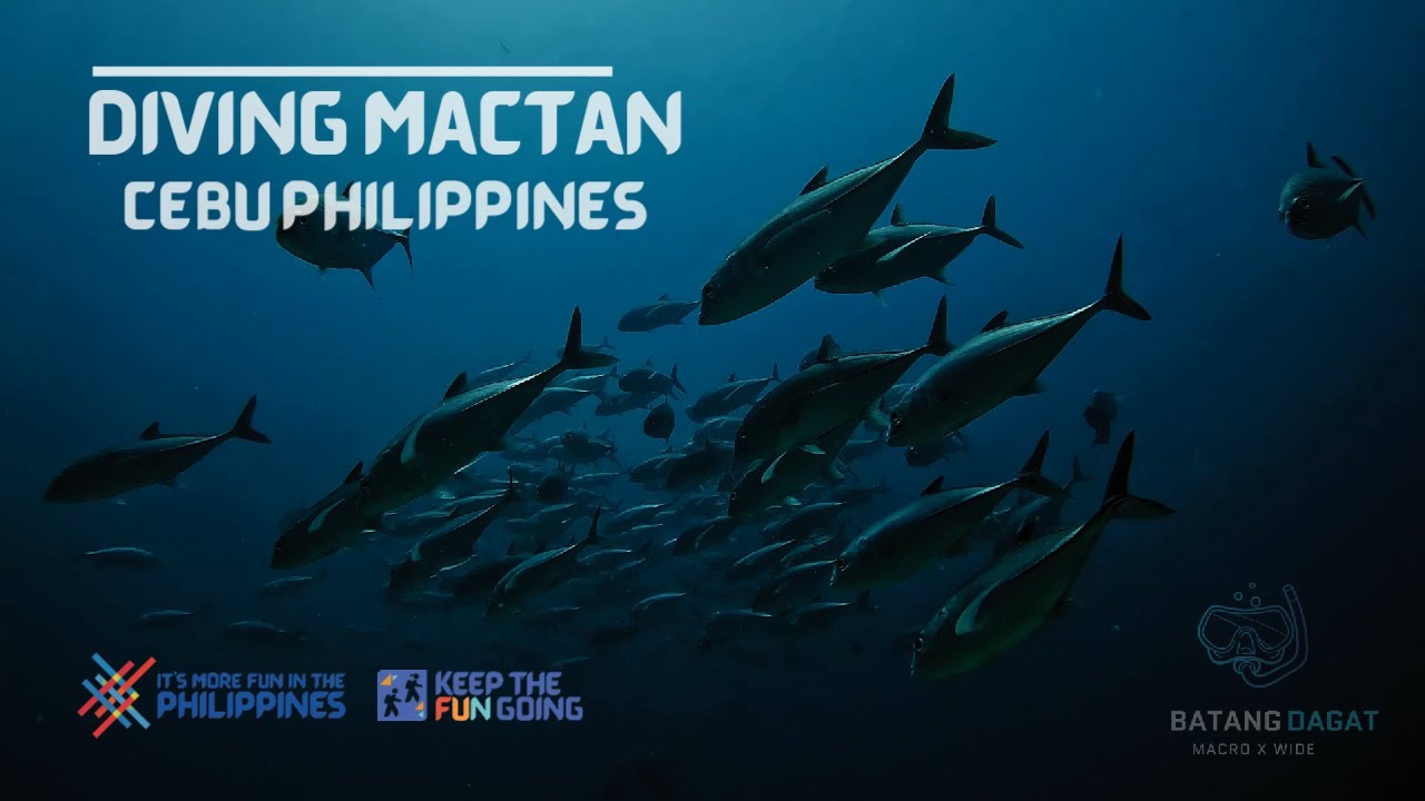 Diving Mactan Cebu Philippines in 4K
