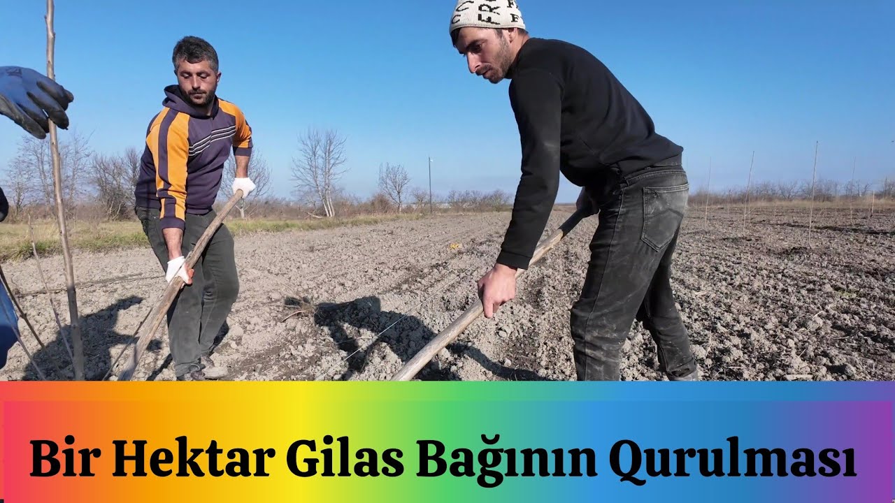 Bir Hektar Gilas Bağının Əkilməsi prosesi