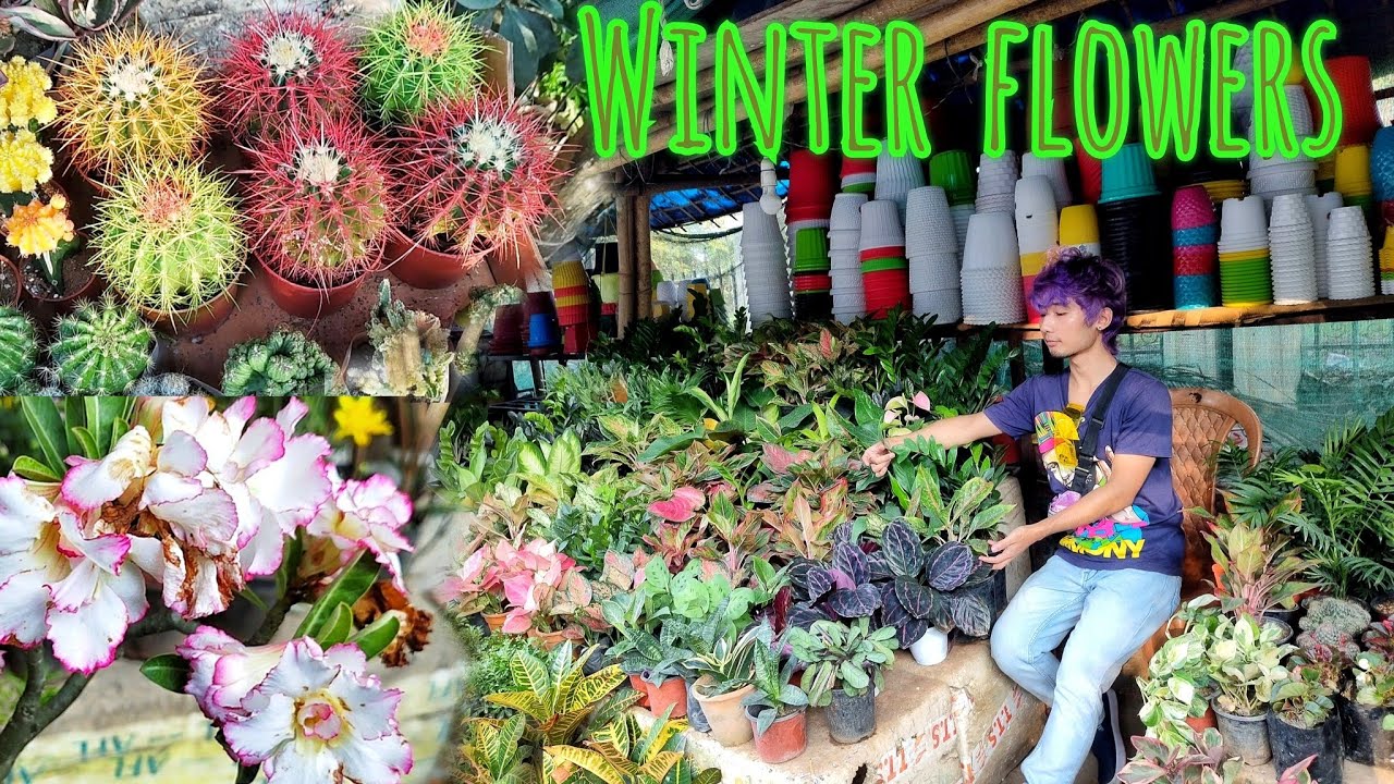 Nursery Guwahati: winter flowers , Kachari flower market #flowers #gardening
