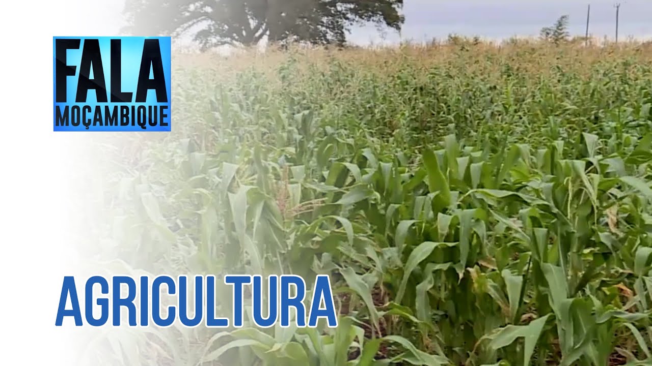 Desafios da Agricultura em Moçambique