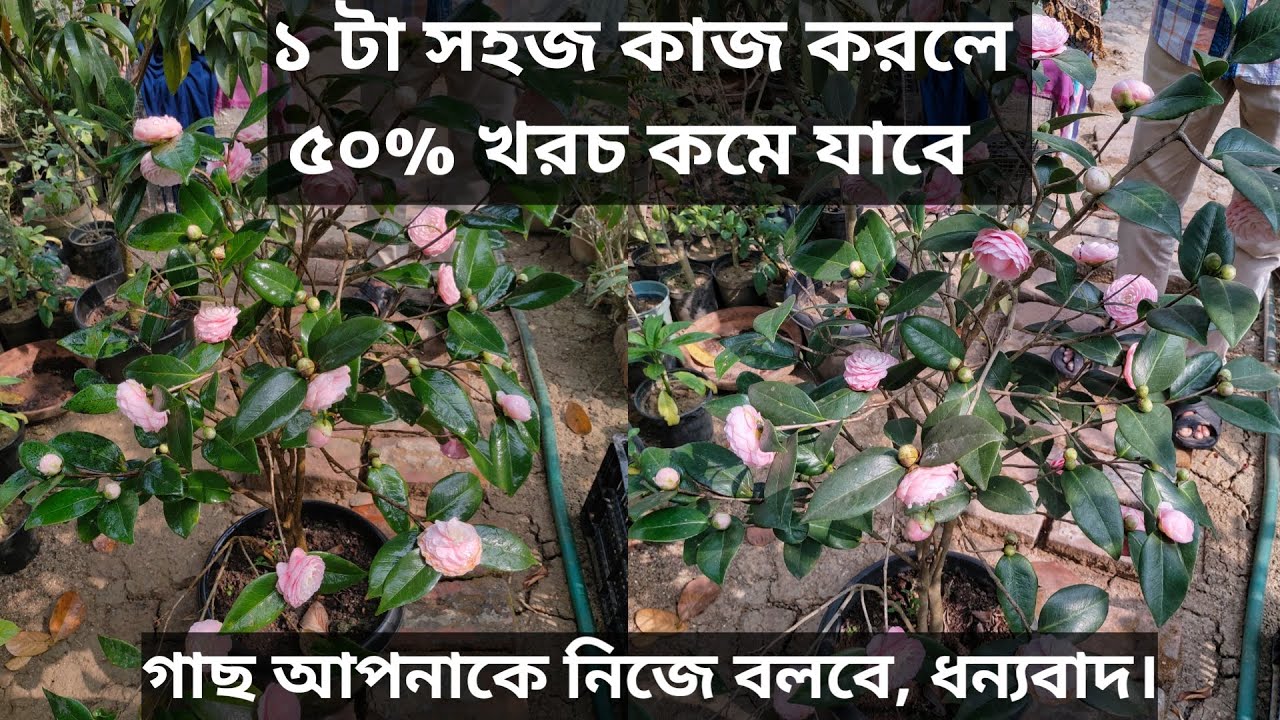 This Way Of Plant Care Will Reduce Costs By 50% || Plant Care ||