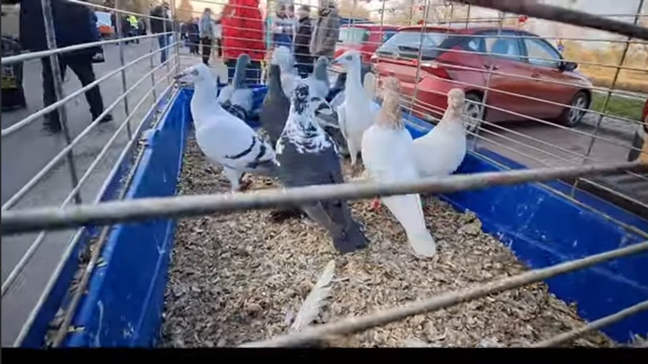 Targ gołębi Warszawa rynek 29.03.2025. 