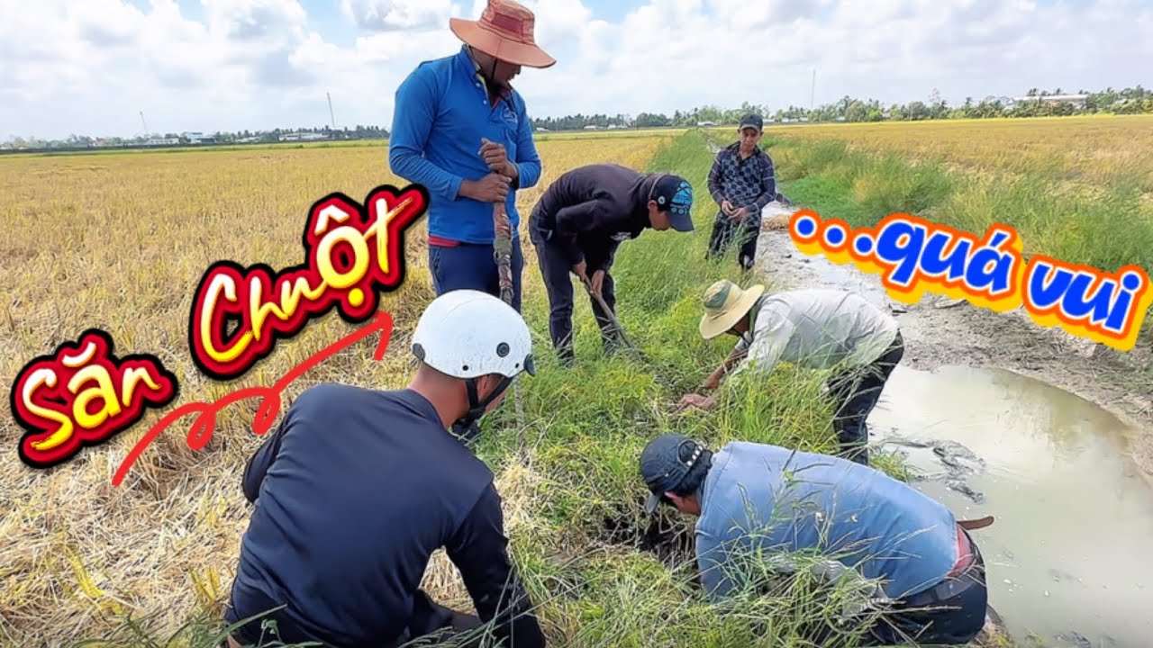Tiếp tục Buổi Chiều ở long Phú nhà Em Đạt săn bắt Chuột - Chuột Xào lá Cách quá ngon…../Bồ tỏi sb 