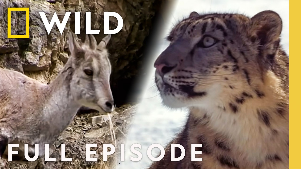 Beast Mode Battles (Full Episode) | Animal Fight Night Compilation | Nat Geo Animals