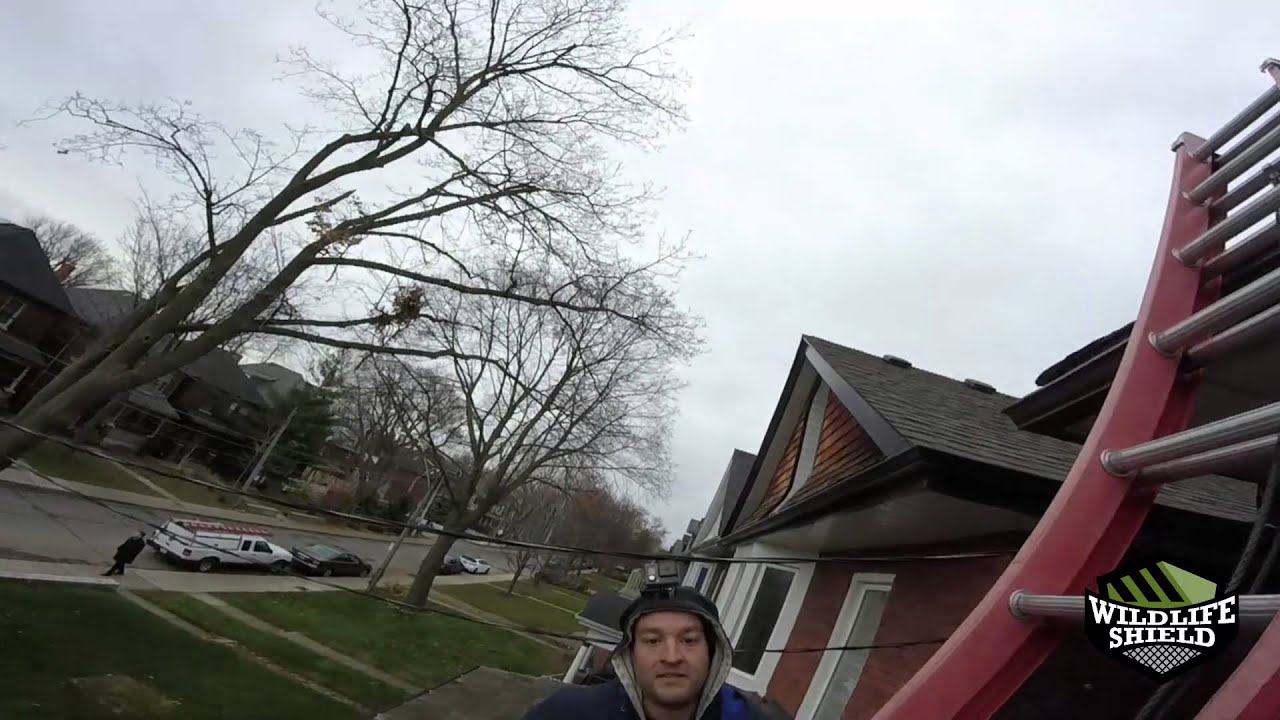 Humane Squirrel Removal &ndash; Wildlife Shield