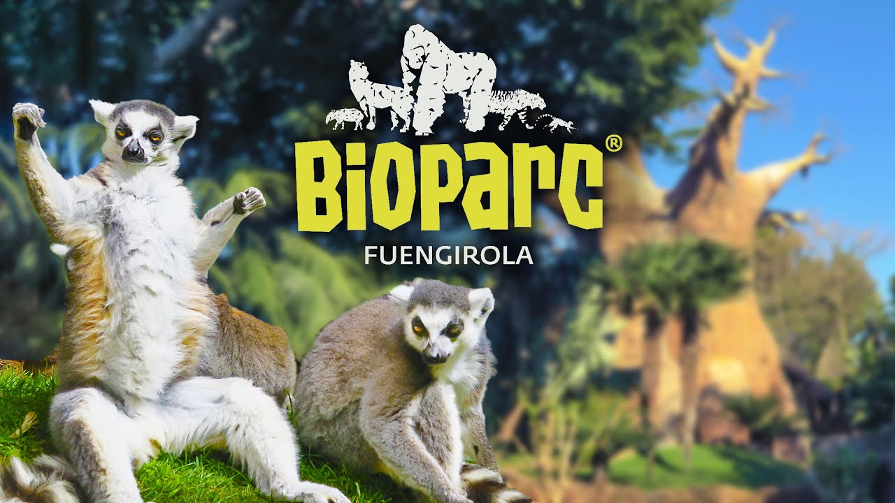 BIOPARC FUENGIROLA | Zoo-inmersión