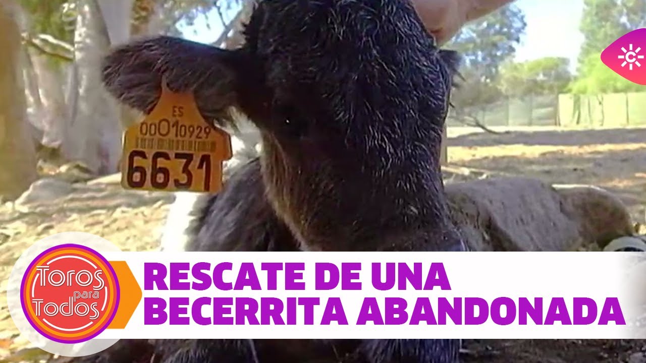 Al rescate de una becerrita abandonada por su madre