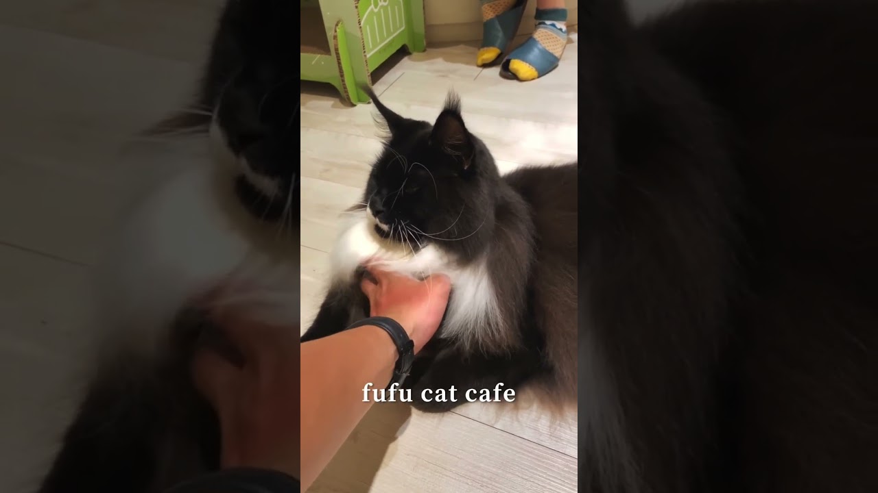 台北必去咖啡廳☕️fufu cat cafe #台灣景點 #nature #taiwantravel #咖啡廳