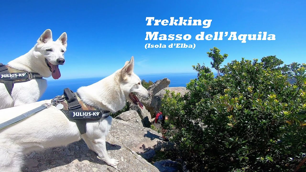 Isola d'Elba: Trekking al Masso dell' Aquila con i nostri cani - St.2024 ep.4