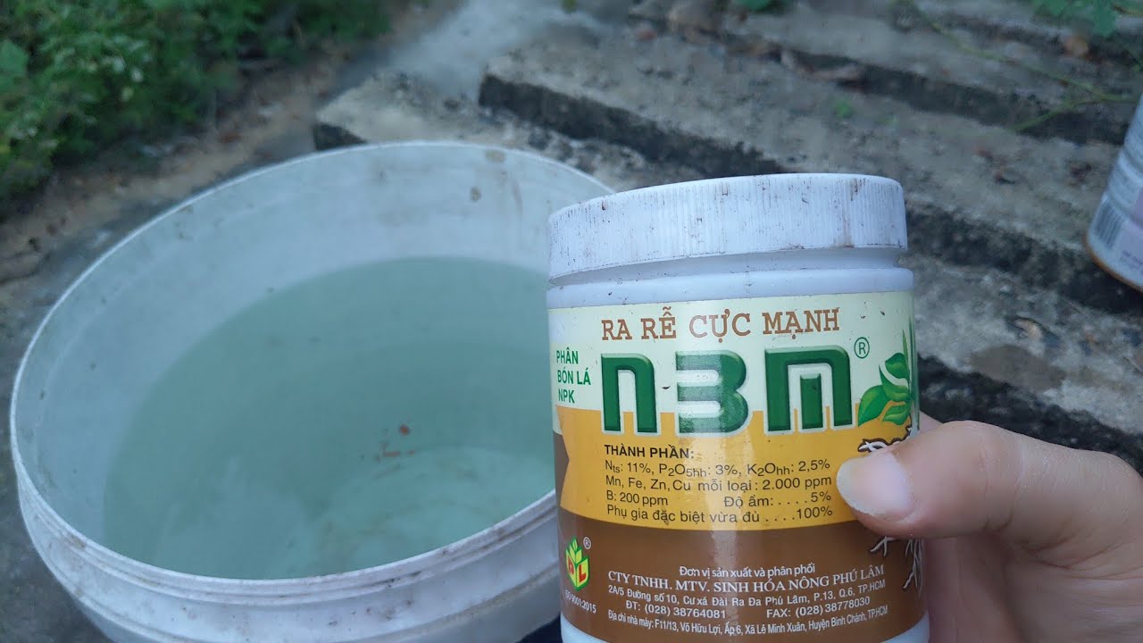 Ngày 14/2 âm lịch, cách giúp đọt non cây mai mau phát triển sau khi cắt cành chơi Tết