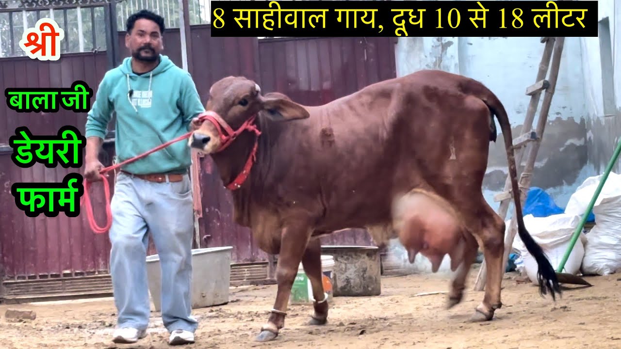 जो गाय की सेवा नहीं कर सकता वो गाय ना ख़रीदे 💯साहीवाल 8 गाय #rajusirsa 