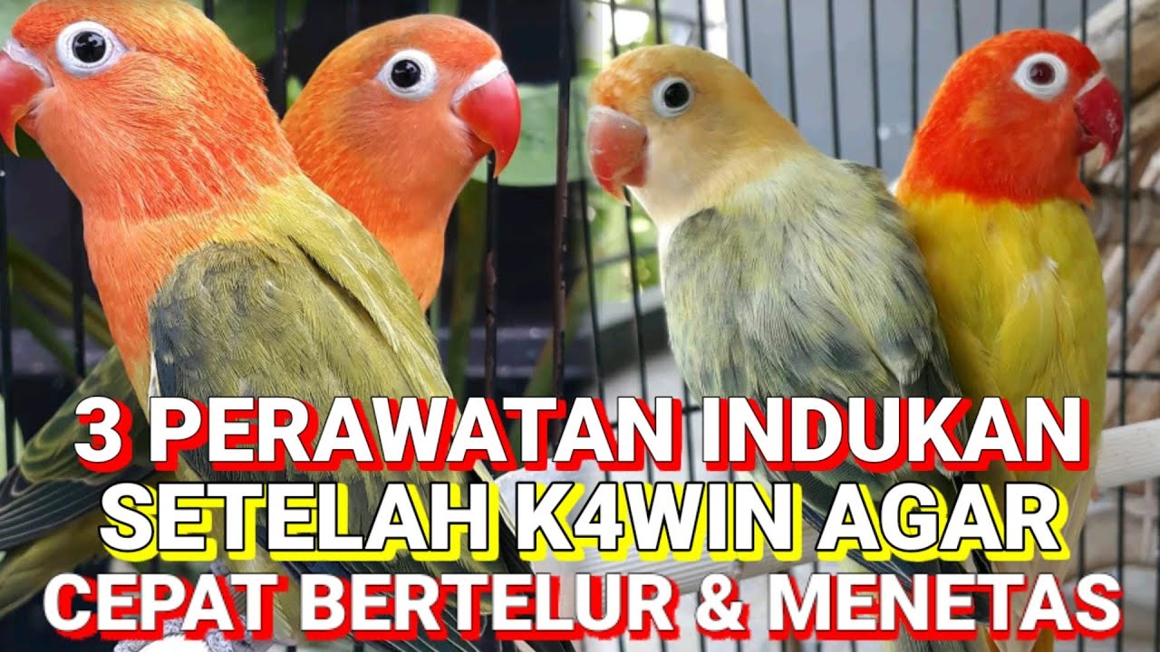 SALAH PERAWATAN FATAL !!! 3 perawatan tepat indukan Lovebird setelah melakukan kawin