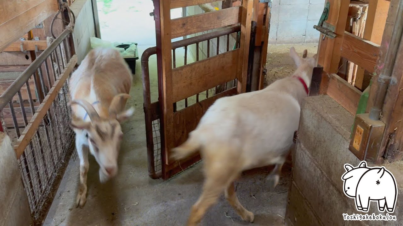 迷わずに自分の部屋に戻るヤギ　2025年6月8日　吉がけ牧場　#goat