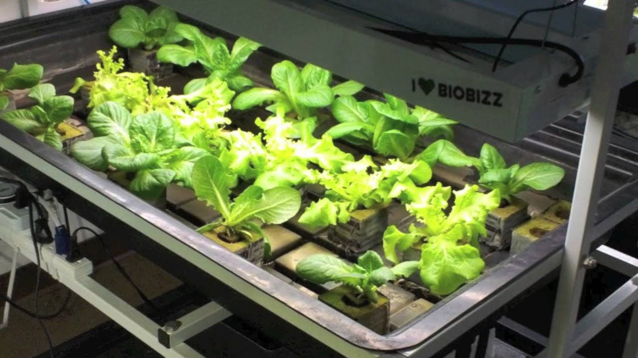 Green With Envy Hydroponics Suggests General Organics Line