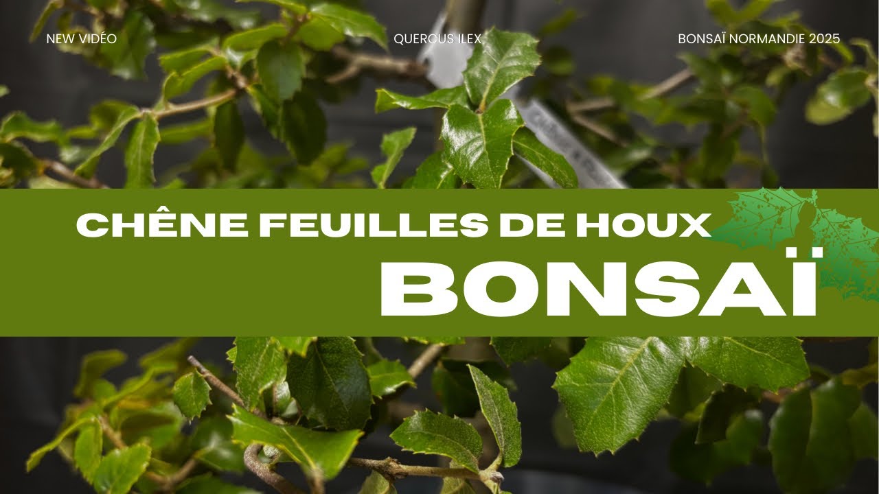 BONSAÏ CHÊNE À Feuilles de Houx est en direct !