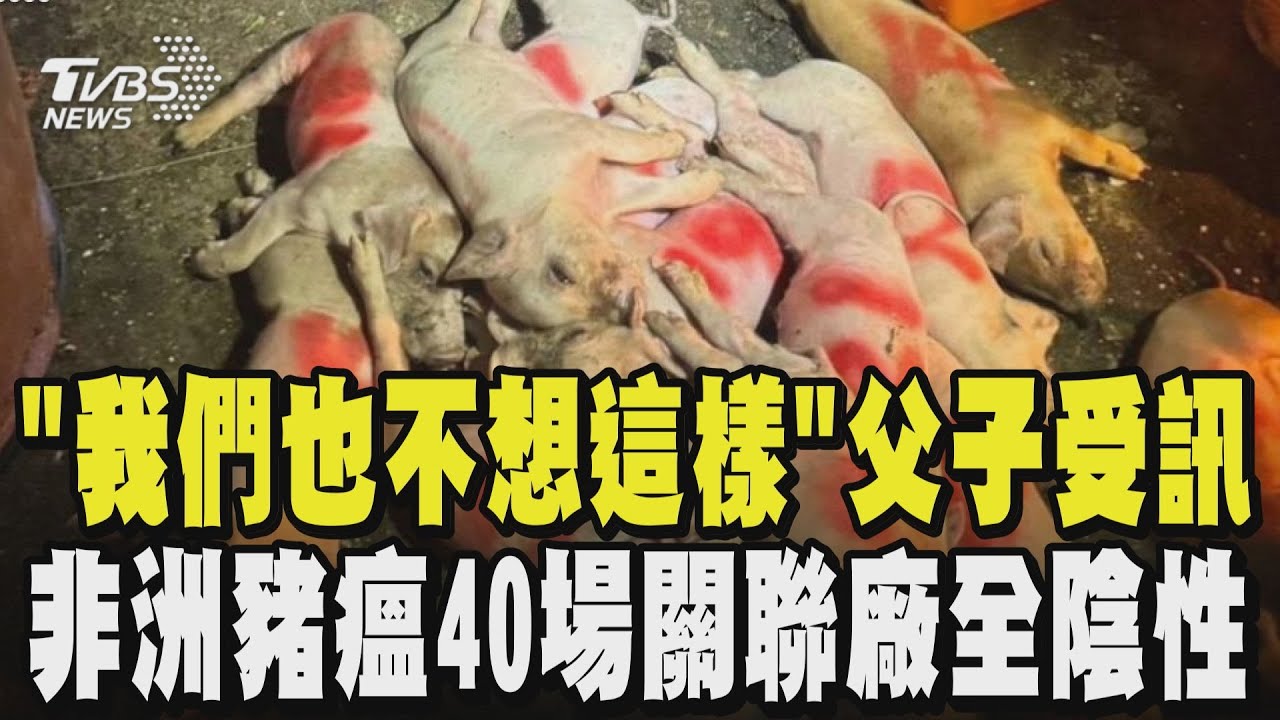 「我們也不想這樣」 台中悟棲染疫養豬場父子「證人身分」受訊! 好消息 非洲豬瘟40場關聯廠全陰性 養豬戶落淚防疫! ｜TVBS新聞 @TVBSNEWS01