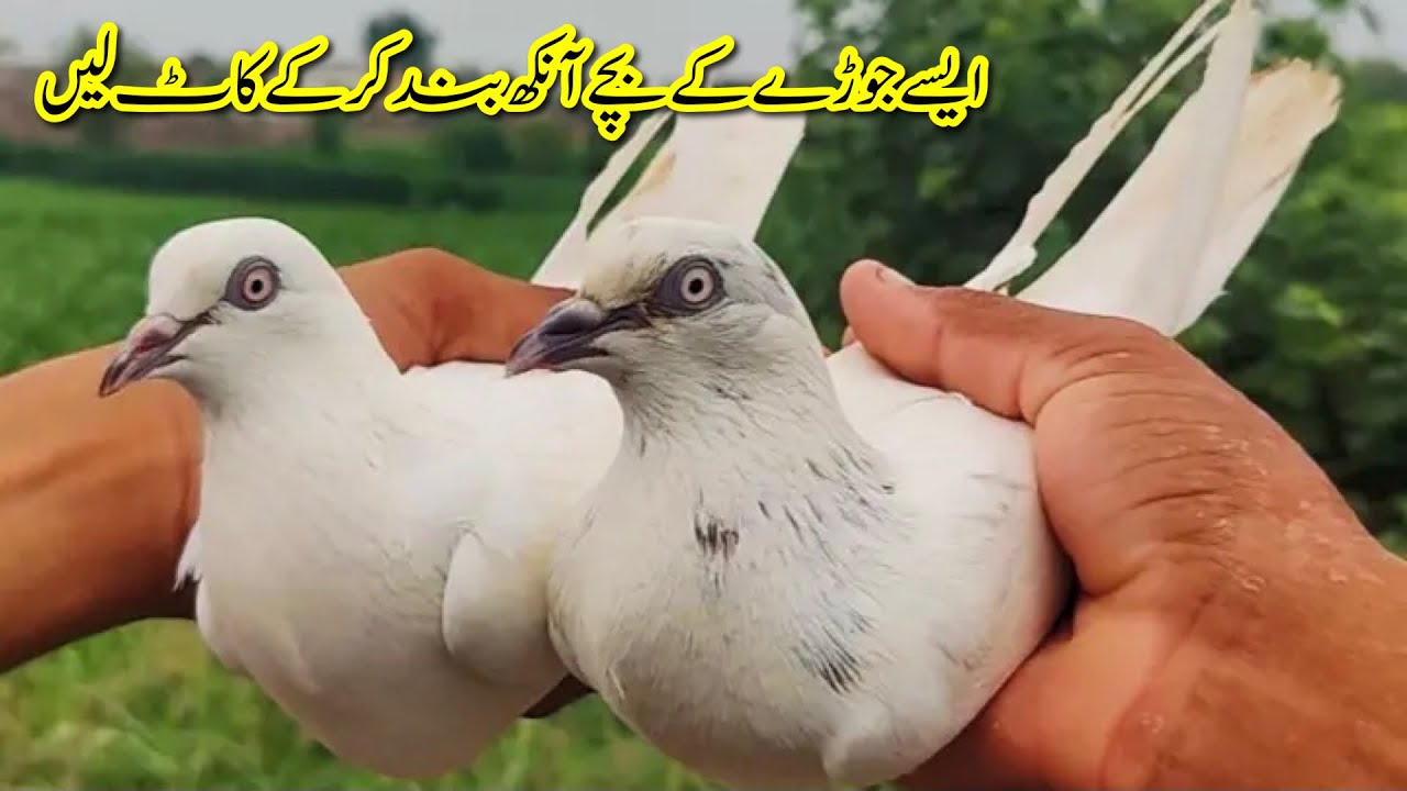 Asye Jore K Bachy Ankh Band Ke K Kat Len || Afzaal Pigeons