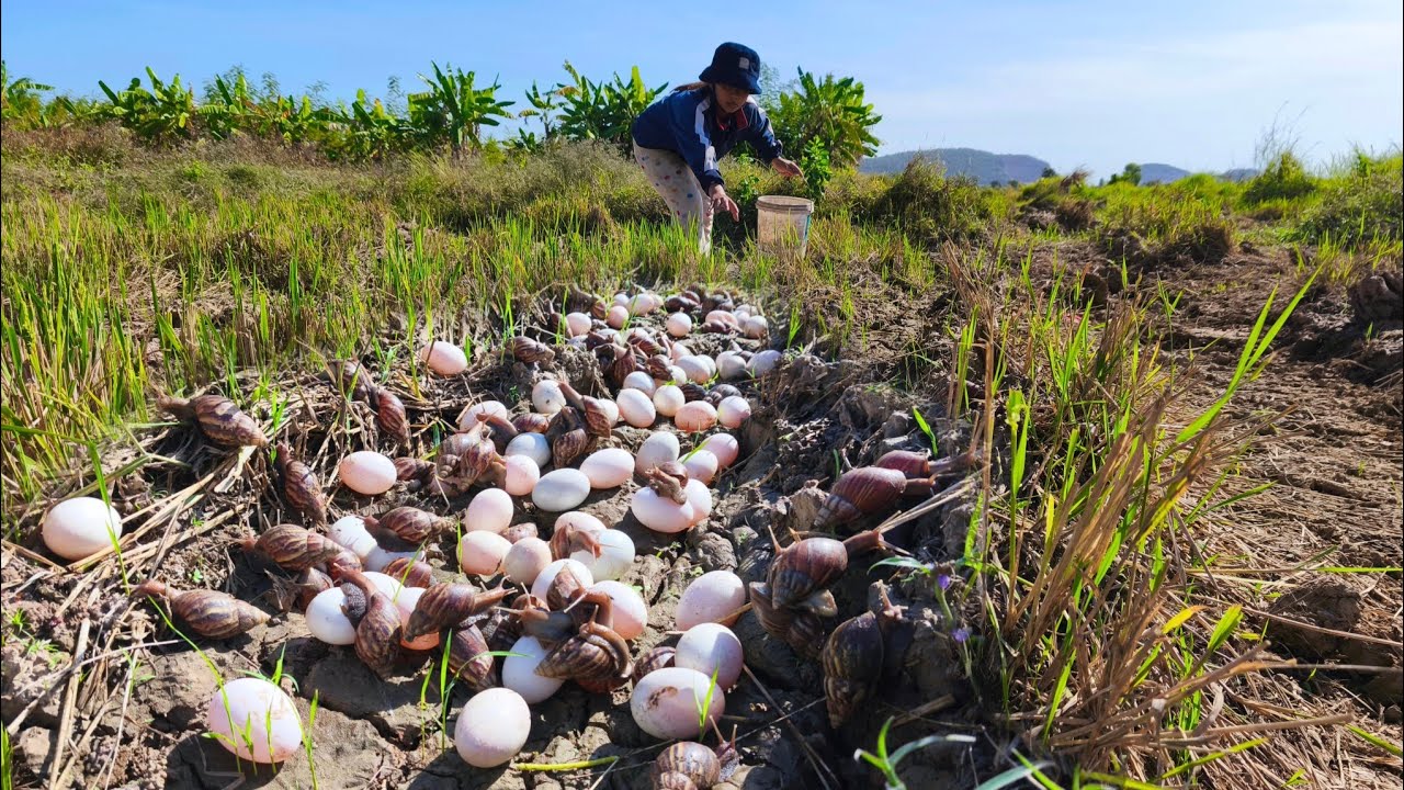Best unique fishing! catch a lot of crabs and pick duck eggs at rice field by hand skill