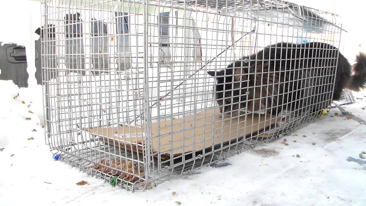 Stray Feral Cat Trapping Trap-Neuter-Return. 2