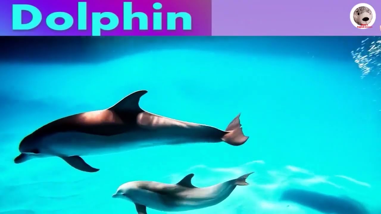 Animals Picture Dictionary From A - Z