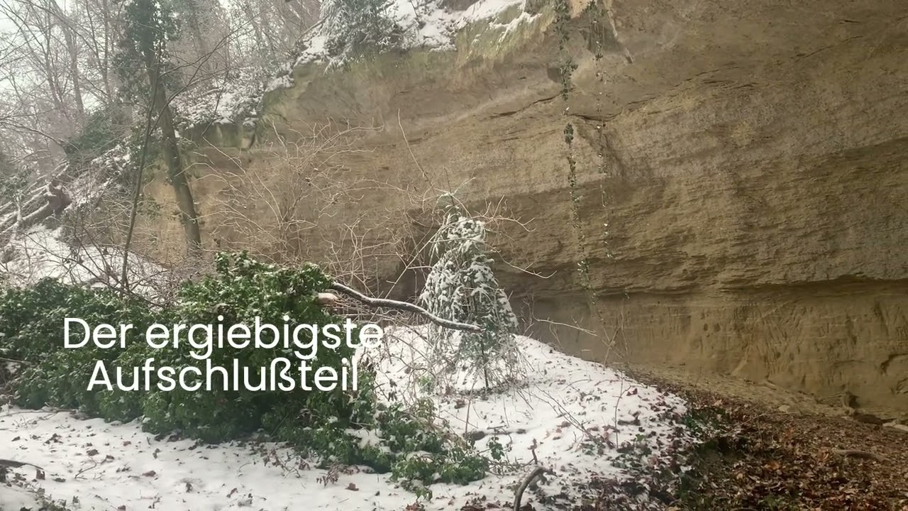 Hartlluke bei Eisenstadt. Brachiopoden, Muscheln