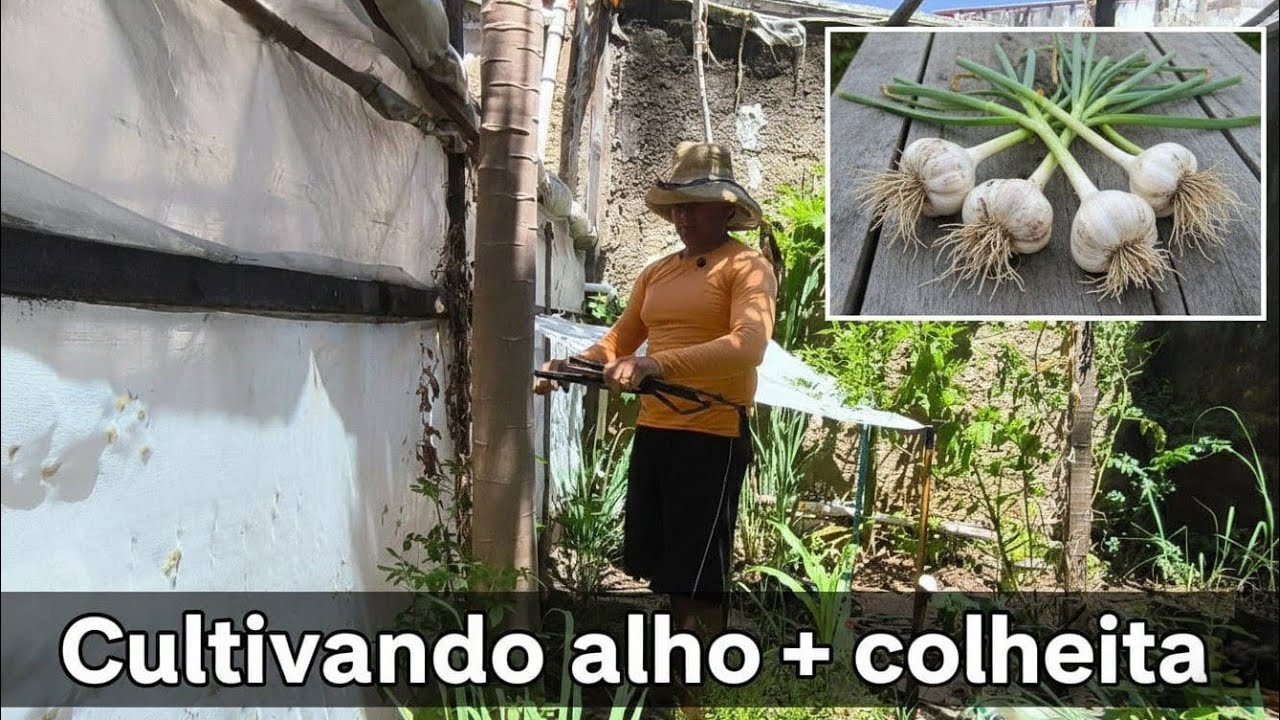 Horta urbana de 18m²  como plantar e colher na cidade
