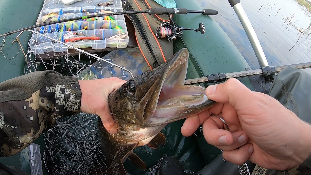 Рыбалка на спиннинг 22.08.2021. Часть 1. Шапсугское водохранилище. Моя первая крупная щука (2,2 кг).