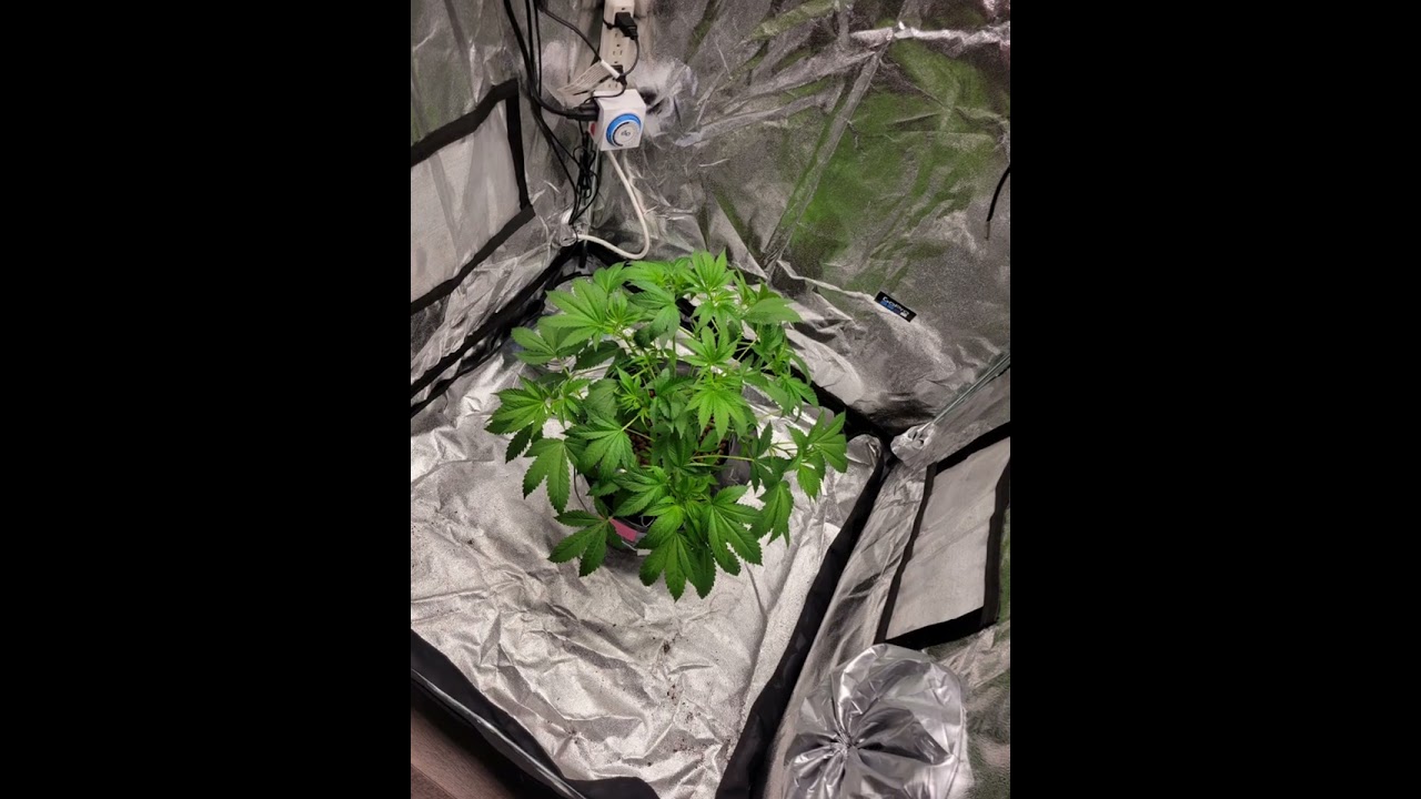 LST Training For Max Yield!