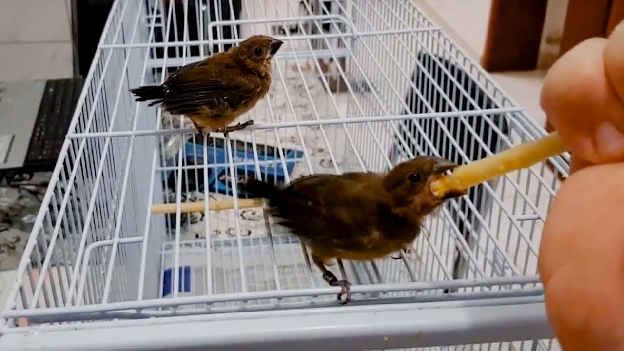 Filhotes de Curió com 20 dias de idade já voando muito