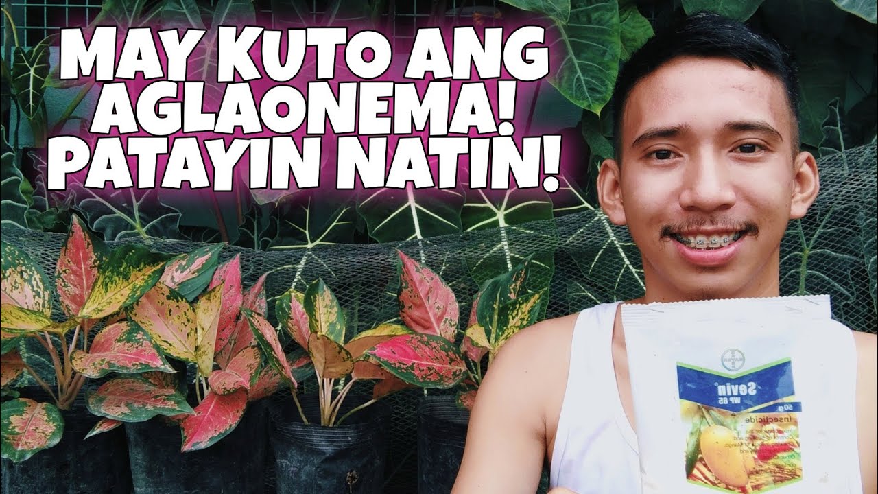 PATAYIN ANG NAKAIIRITANG MGA PESTE! | AGLAONEMA PLANTS