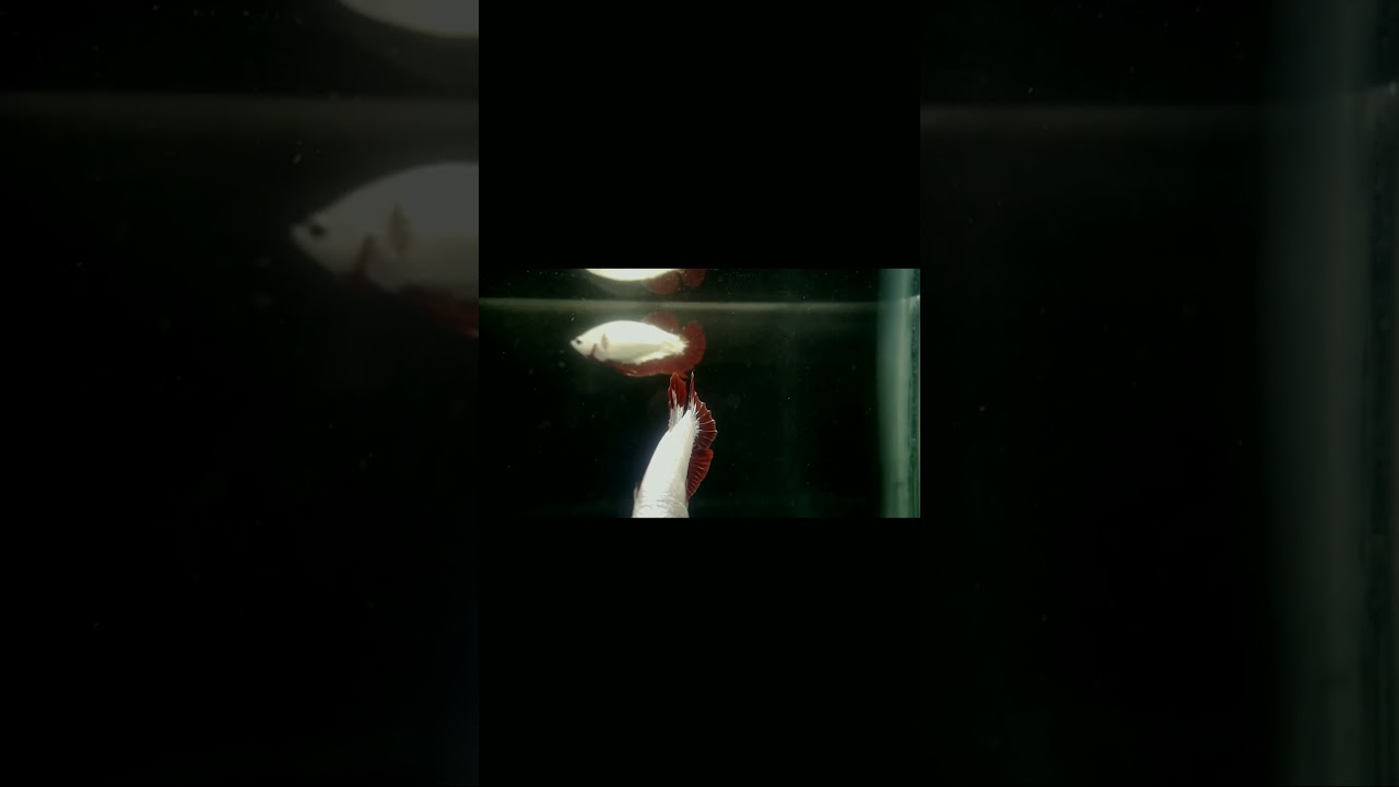 #shorts #bettasfish #snow white red dragon