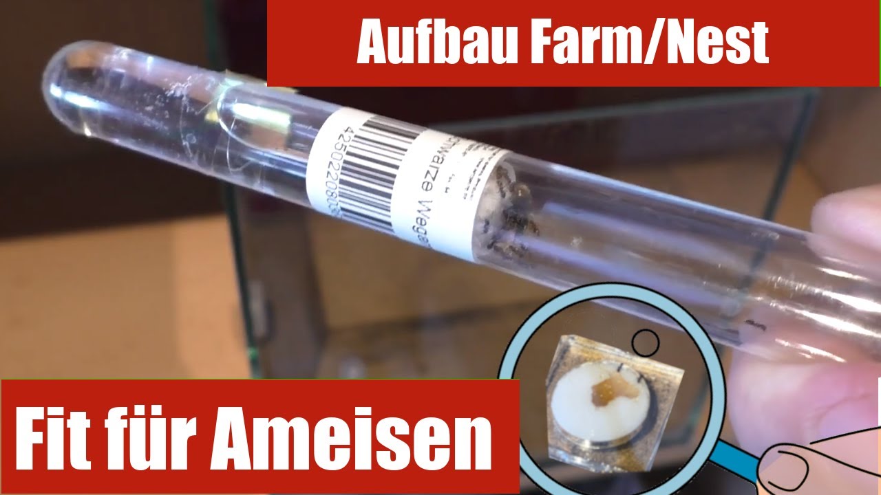 Ameisen halten als Haustier? Das perfekte Starter Set. Aufbau der ersten Ameisen Farm Lasius niger