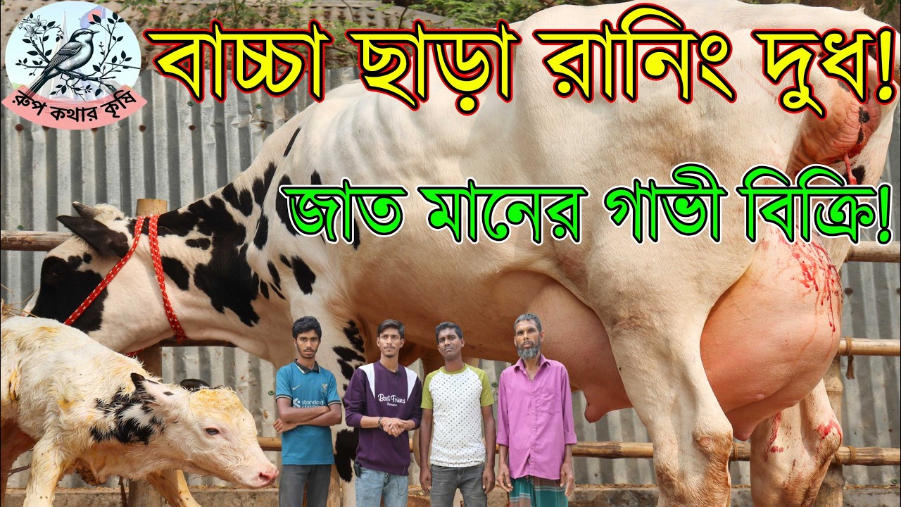সাঈদ ভাইয়ের বাচ্চা ছাড়া রানিং দুধের গাভীর কালেকশন। জাত মান যাচাই করে গাভী কিননু।সরজমিনে এসে  কিনুন