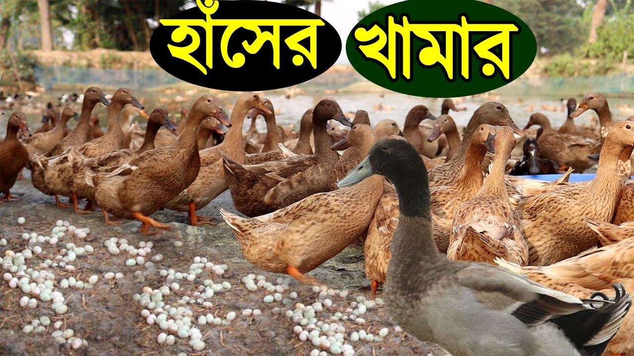 ময়মনসিংহের তরুণ উদ্যোক্তা ইমরান হাঁসের খামার করে দিন বদলের সপ্ন দেখছেন।দিনে আয় ৩ হাজার টাকা।Duck Far