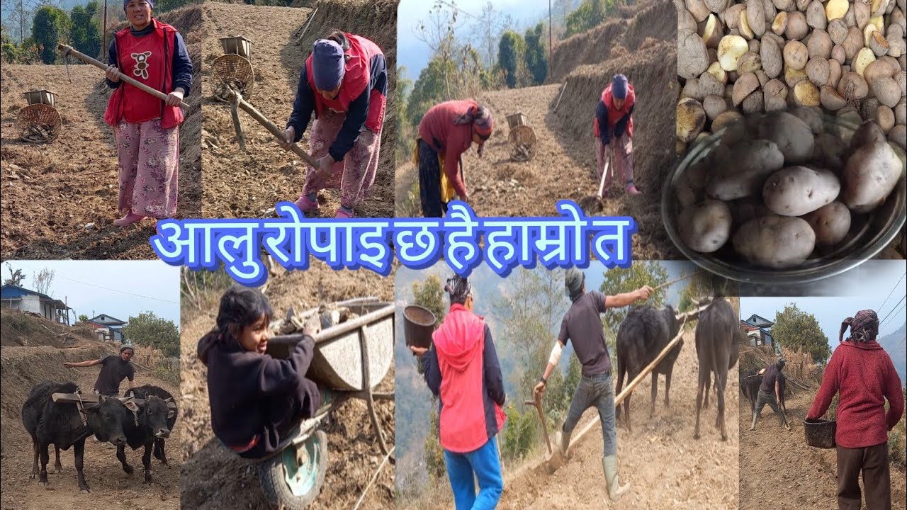 साथीहरू तपाईंहरूको तिर के गर्दै हुनुहुन्छ? हाम्रो तिर चाँहि आलु रोप्दैछौं है।😀