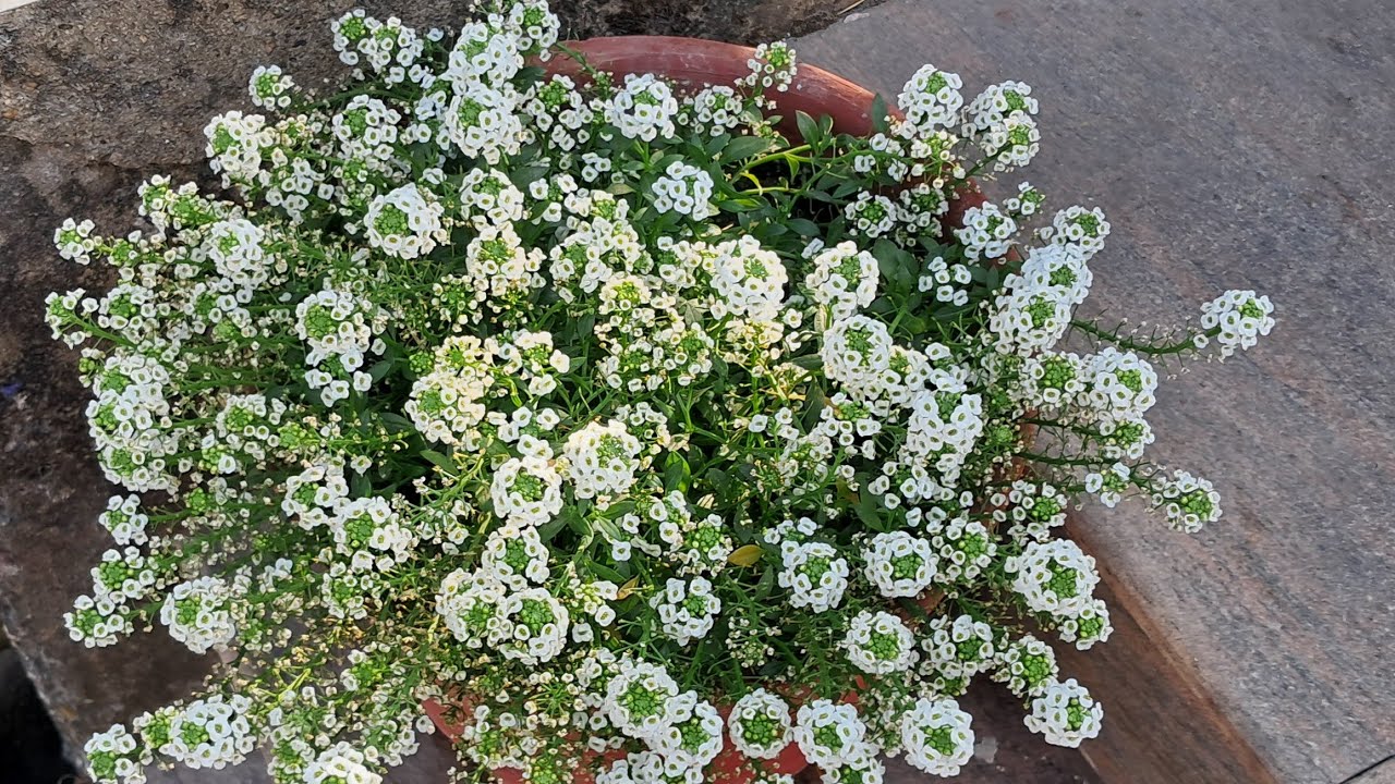 Rinar Rokomari is live. good evening friend's welcome to my live