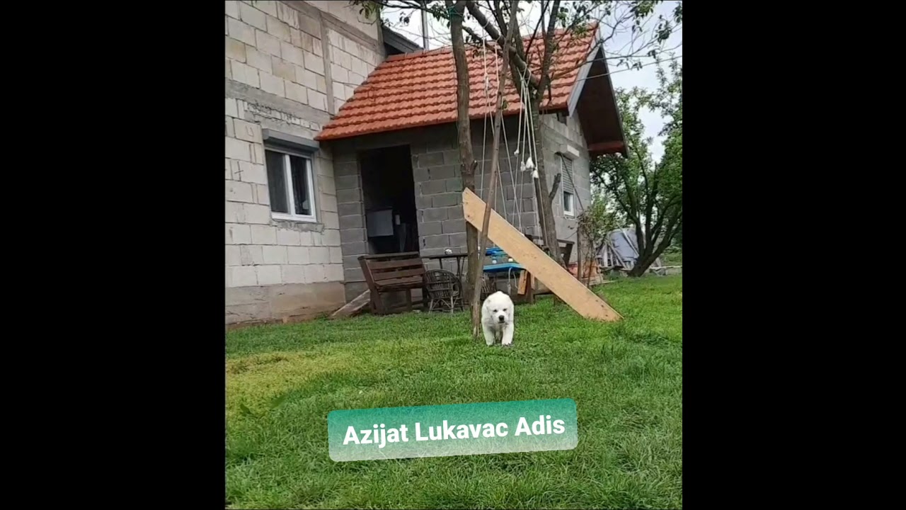 Najveca zvjer medzu psima Azijat stene