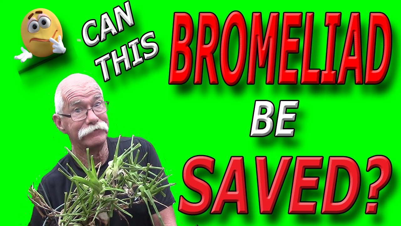 Can This Bromeliad Be Rehydrated?