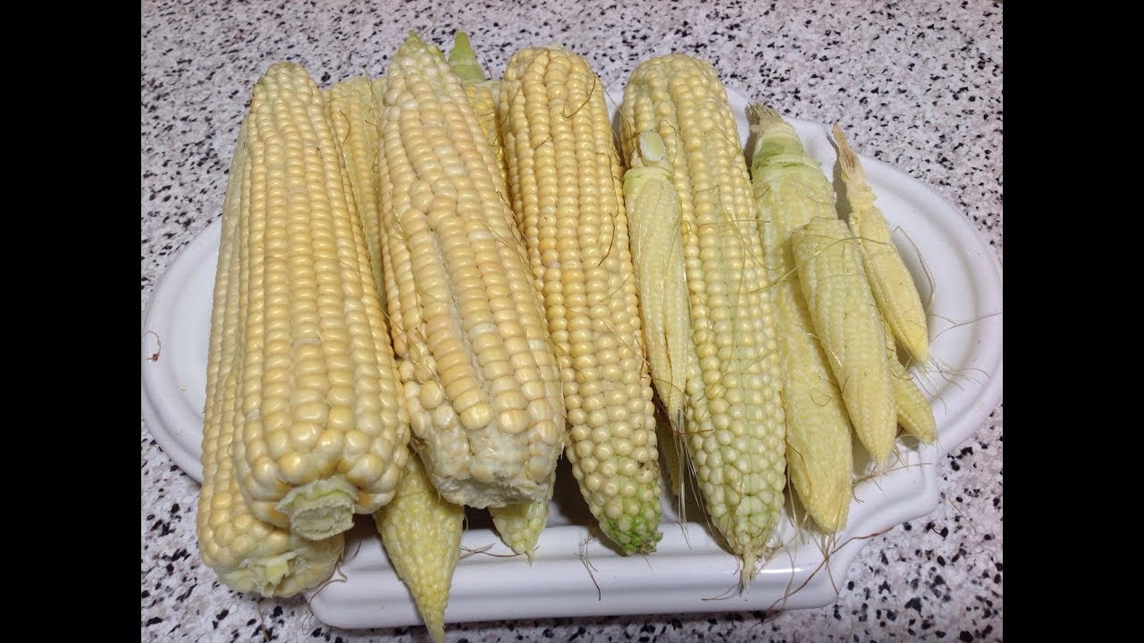 طريقة تحضير الذرة المعلبة في المنزل و الاحتفاض بها مدة طويلة   🌽🌽Maîs organic