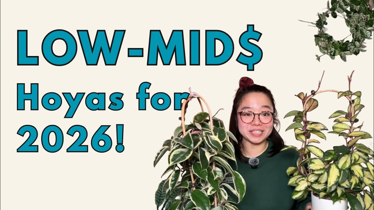 Building a 2026 Hoya Collection on a Budget | 15 Picks with @plantoohlala