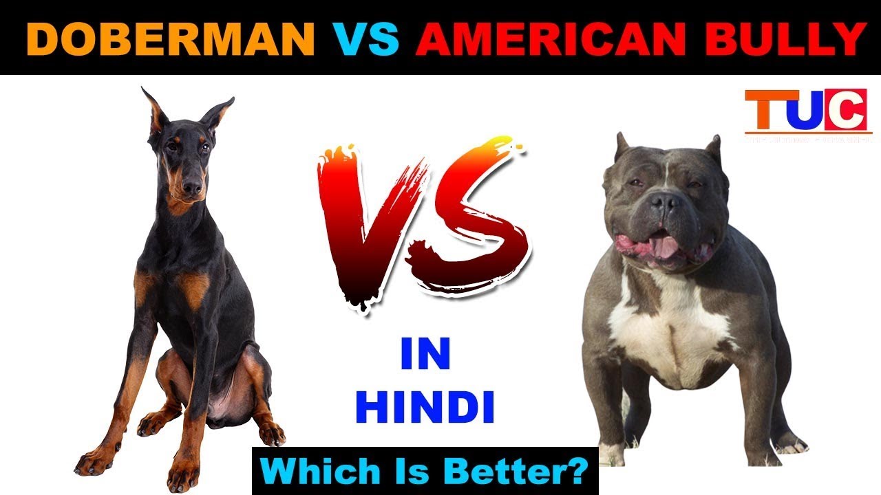 Doberman VS American Bully In Hindi : Dog Vs Dog : Dog Comparison : The Ultimate Channel
