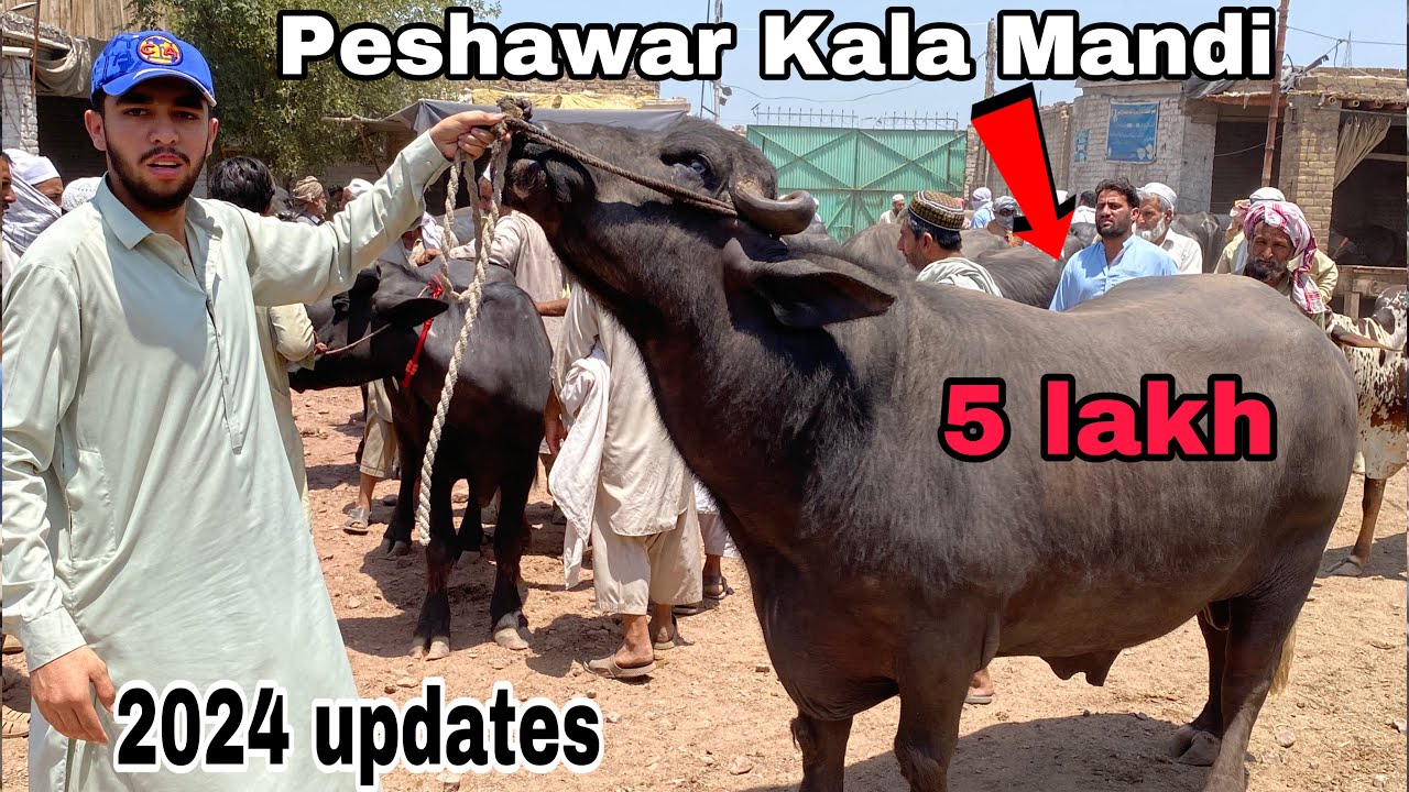 Peshawar kala mandi fresh updates 2024 || Peshawar maveshi mandi 😍