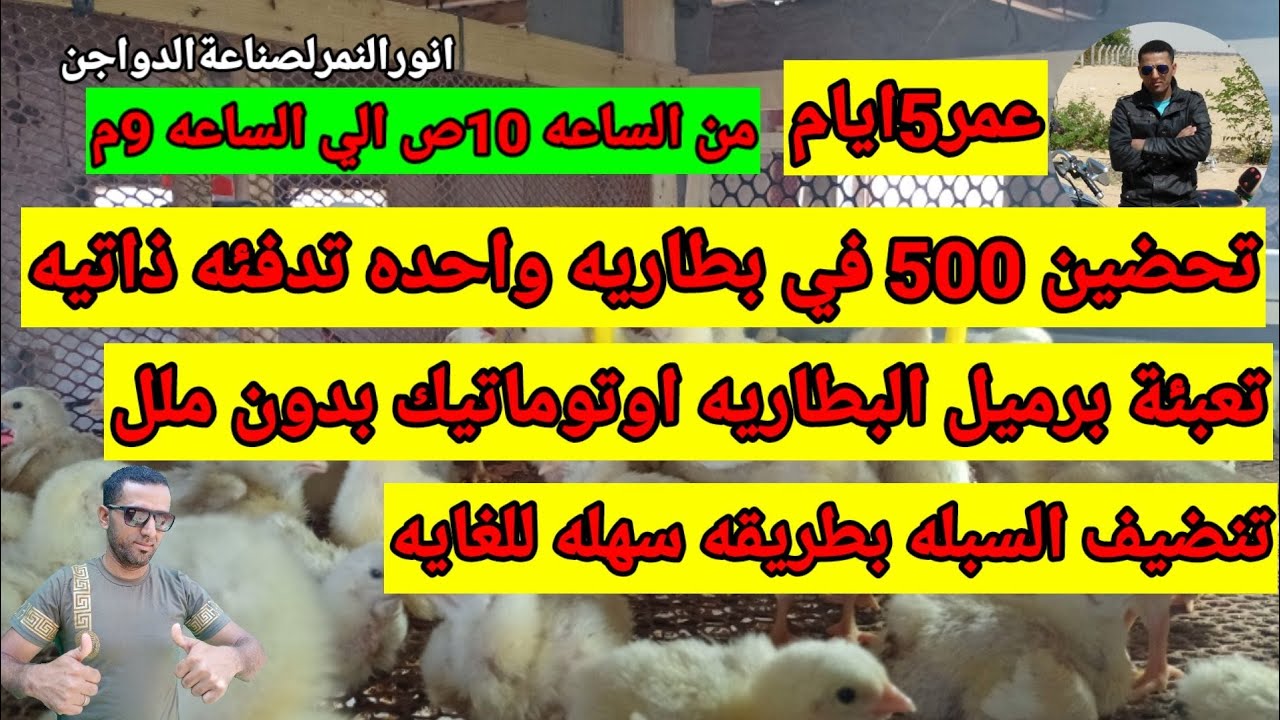 تحضين 500 فرخه عمر 5 ايام في بطاريه تدفئه ذاتيه/انور النمر لصناعة الدواجن
