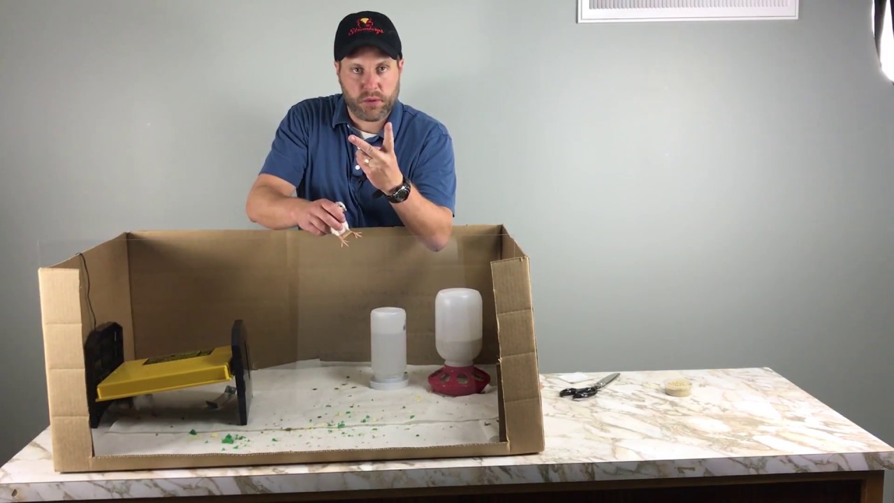 Treating Spraddle Leg for Baby Chicks